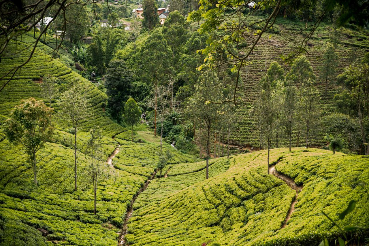 Royal Majesty Bungalow Hatton Luaran gambar